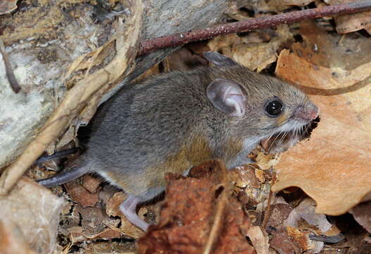 Image of White-footed Deermouse