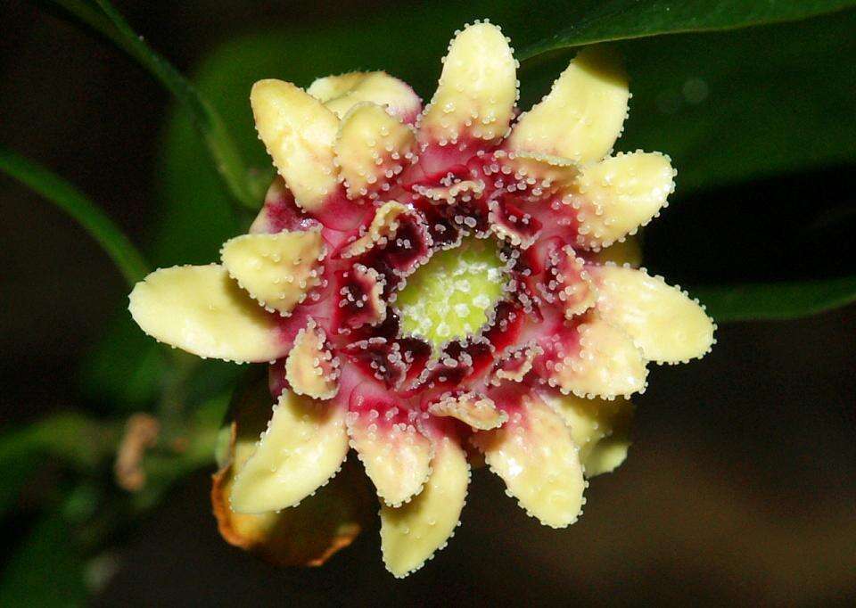 Image of Eupomatia bennettii F. Müll.