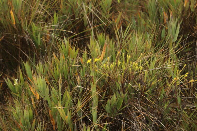 Sivun Hypericum strictum (Triana & Planch.) Kunth kuva