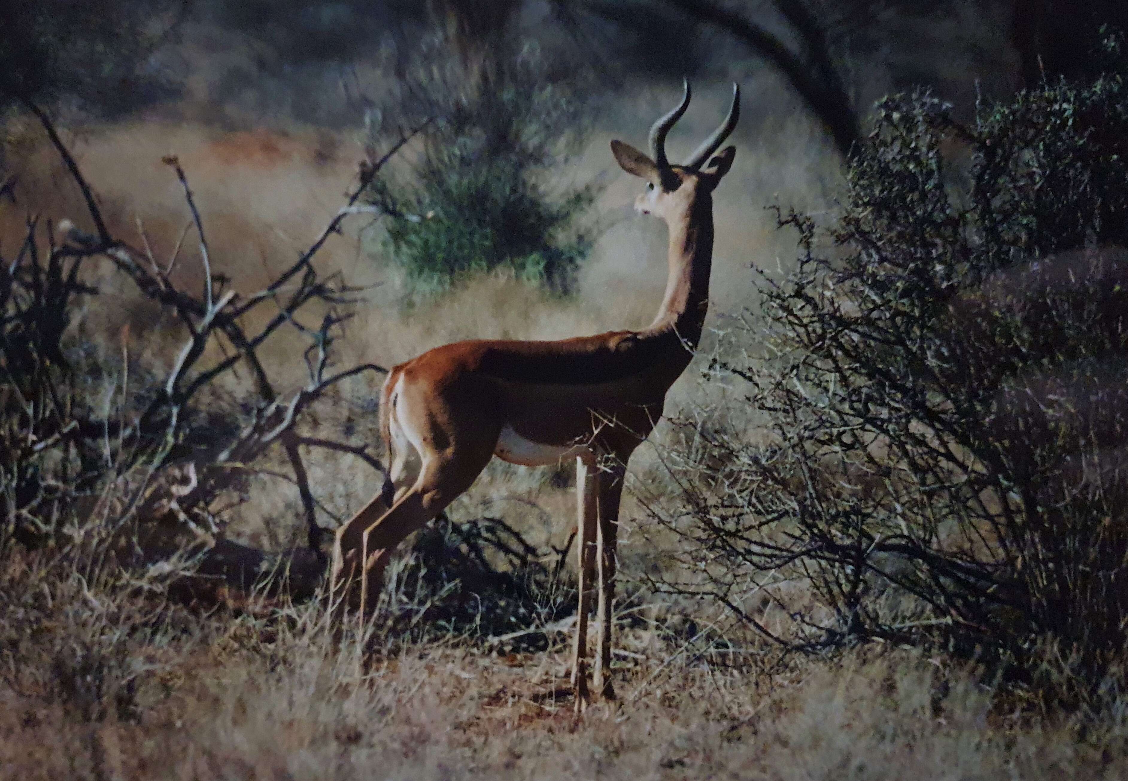 Image of Litocranius Kohl 1886