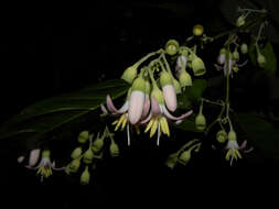 Image of Styrax glabratus Schott