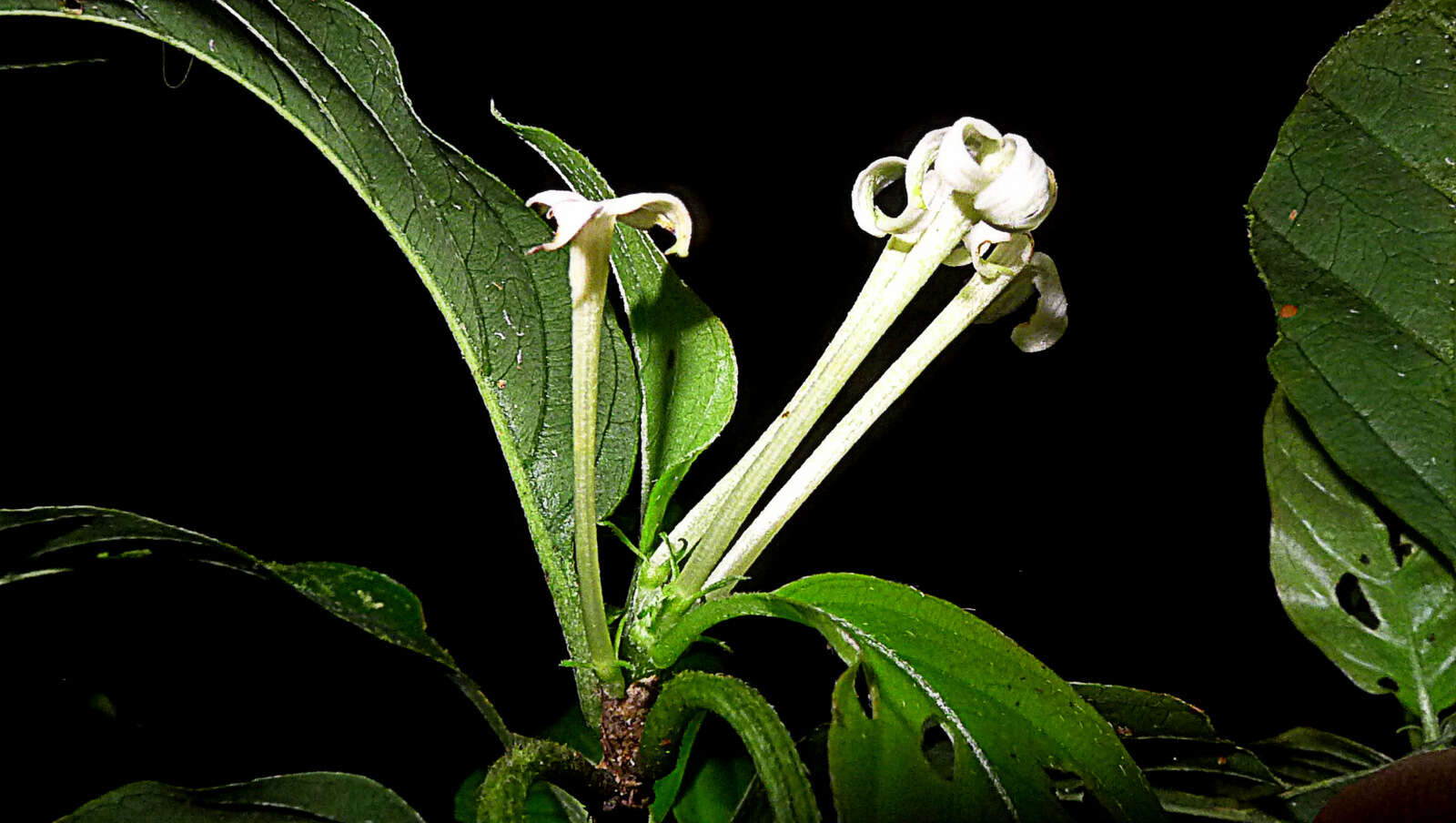 Image of Chomelia tenuiflora Benth.