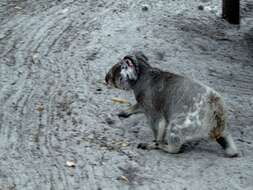 Image of Wombats and Koalas