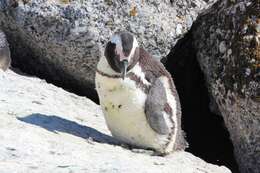 Image of African Penguin