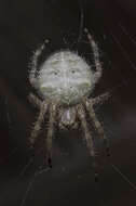 Image of Araneus