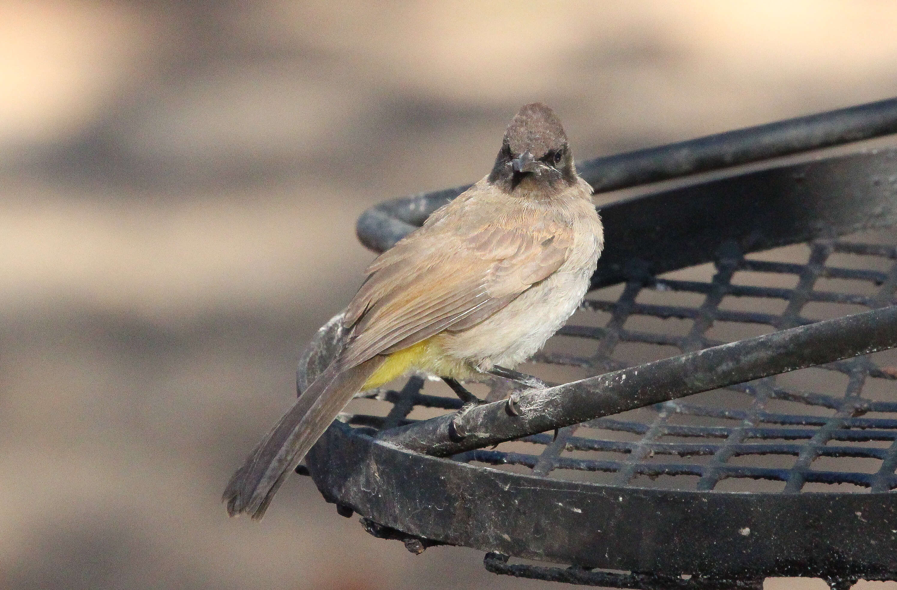 Image of Dark-capped Bulbul