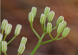 Image of Florida Indian plantain