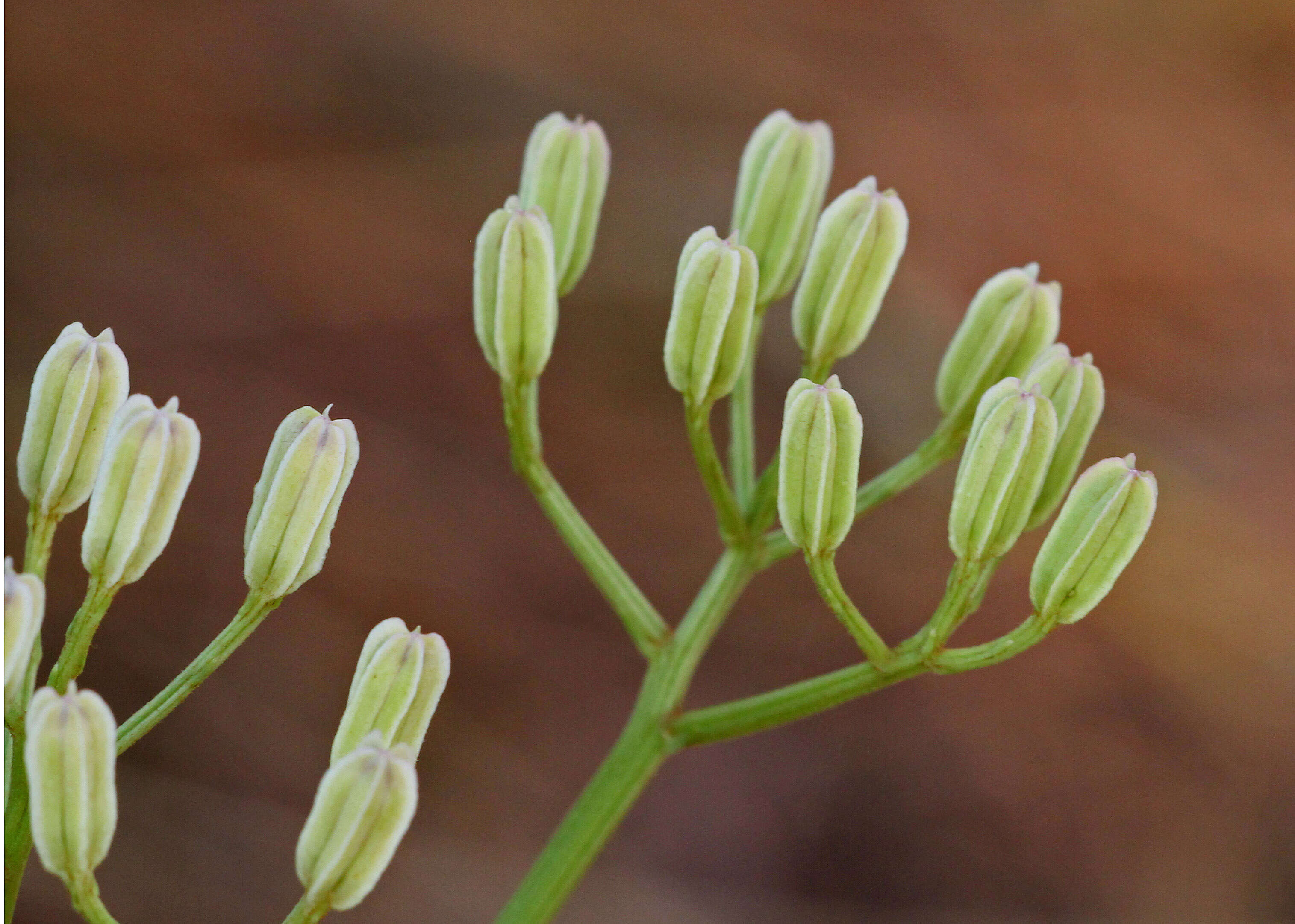 Image of Florida Indian plantain