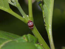 Image of Ellipsidion