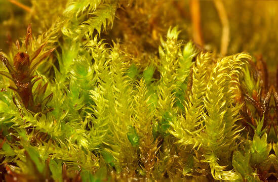 Image of brachythecium moss