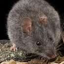 Image of Smoky Mouse