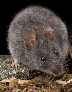 Image of Australian mouse