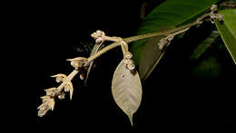 صورة Niedenzuella sericea (A. Juss.) W. R. Anderson