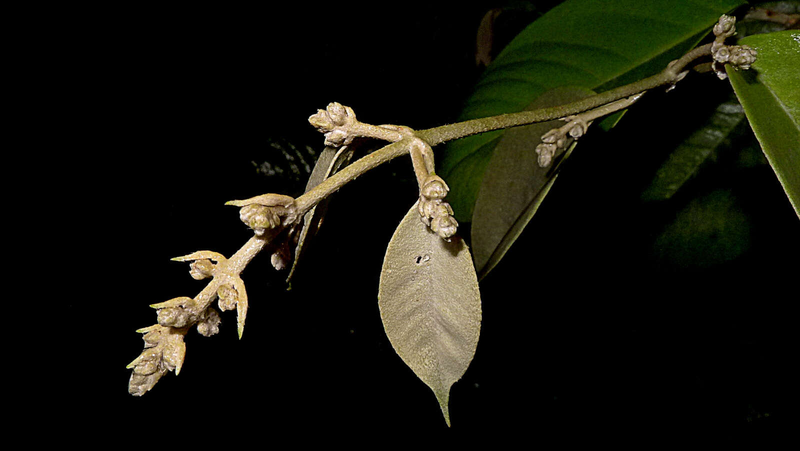 صورة Niedenzuella sericea (A. Juss.) W. R. Anderson