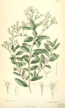 Image de Olearia haastii Hook. fil.