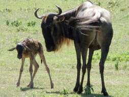 Image of wildebeest