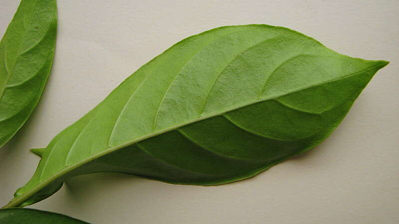 Image of Psychotria mapourioides DC.