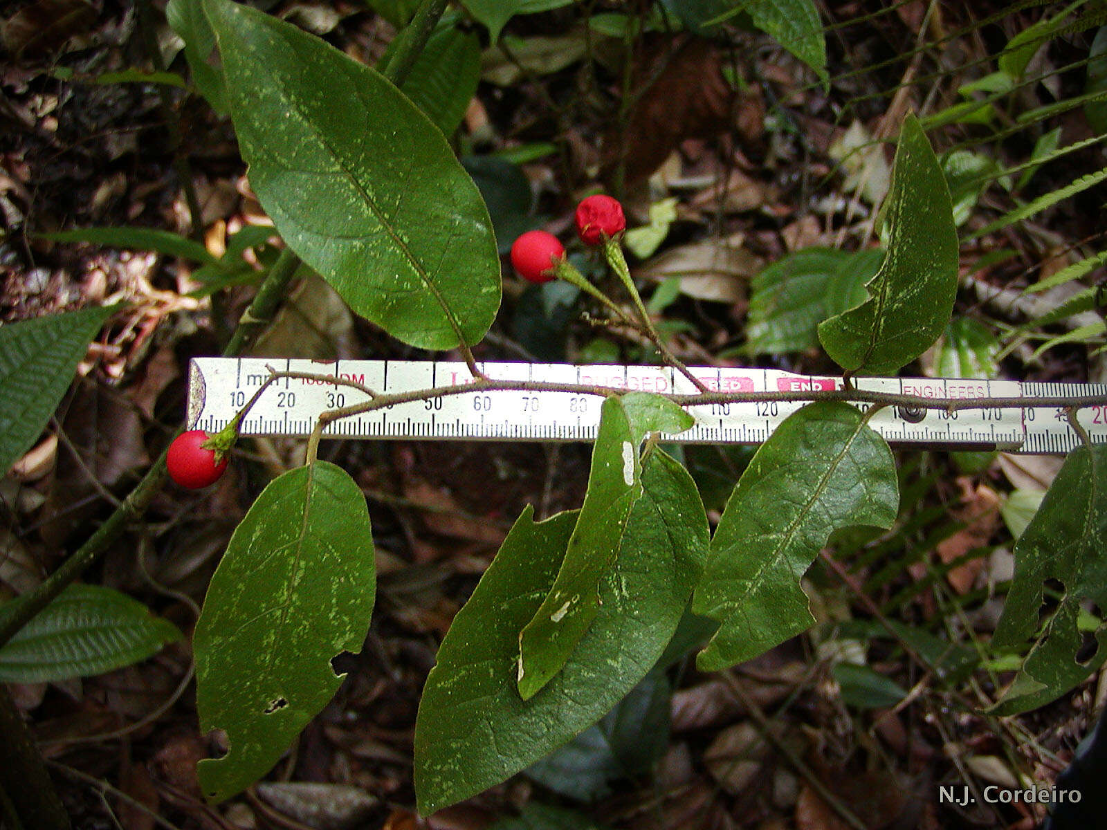 Image of Solanum terminale Forsk.