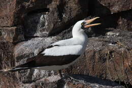 Image of Nazca Booby