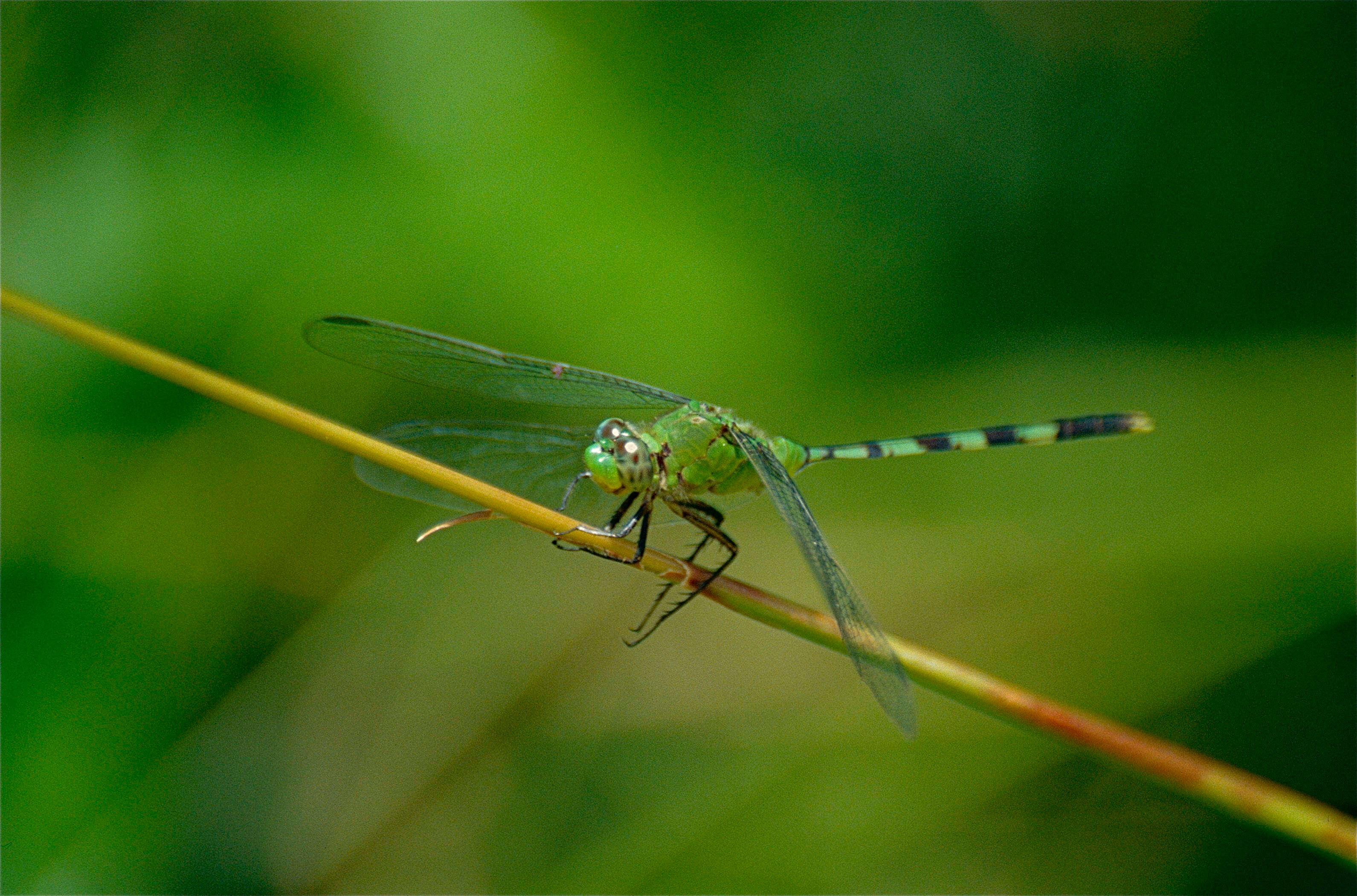 Image of Pondhawks