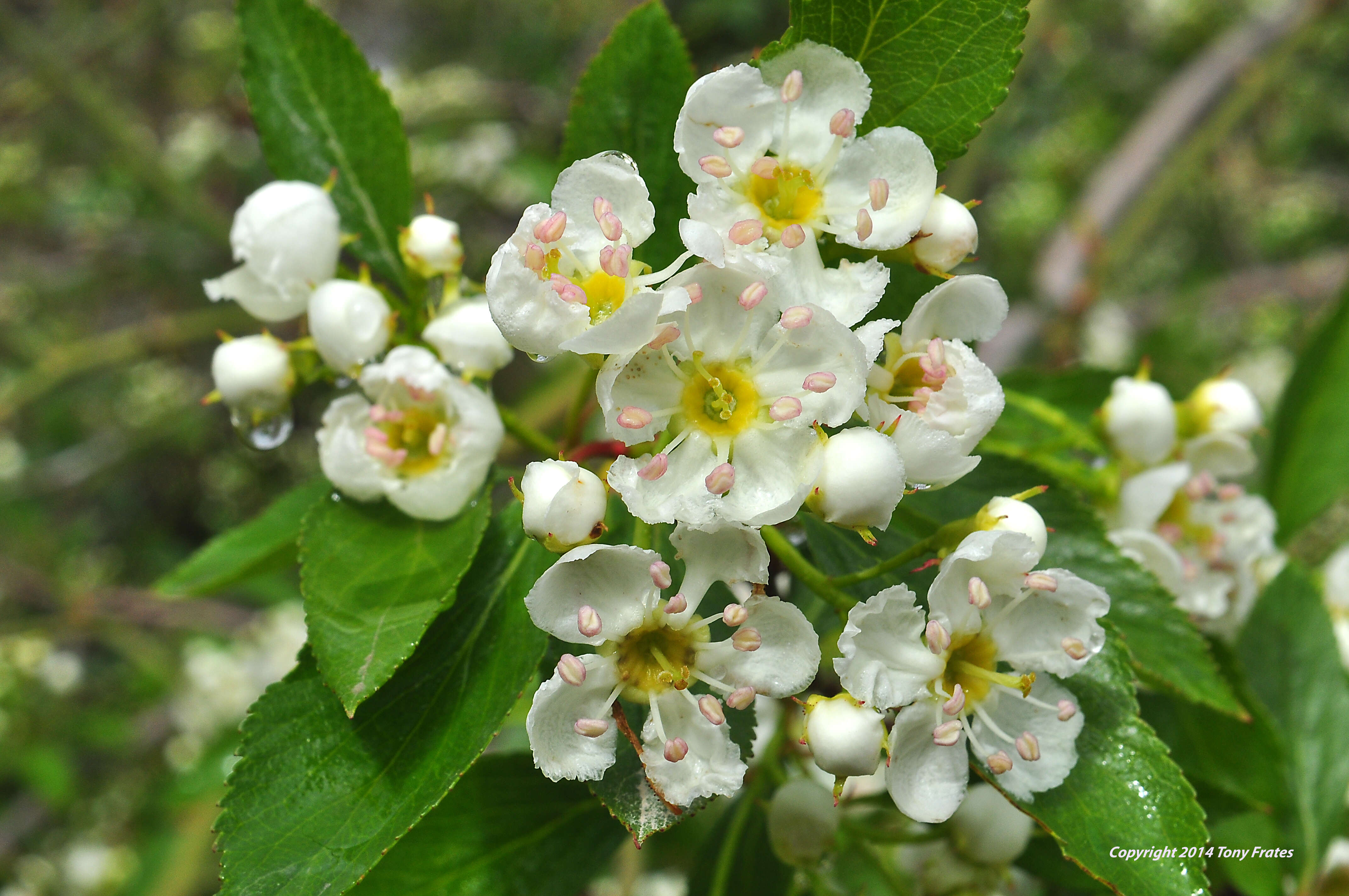 Image of river hawthorn