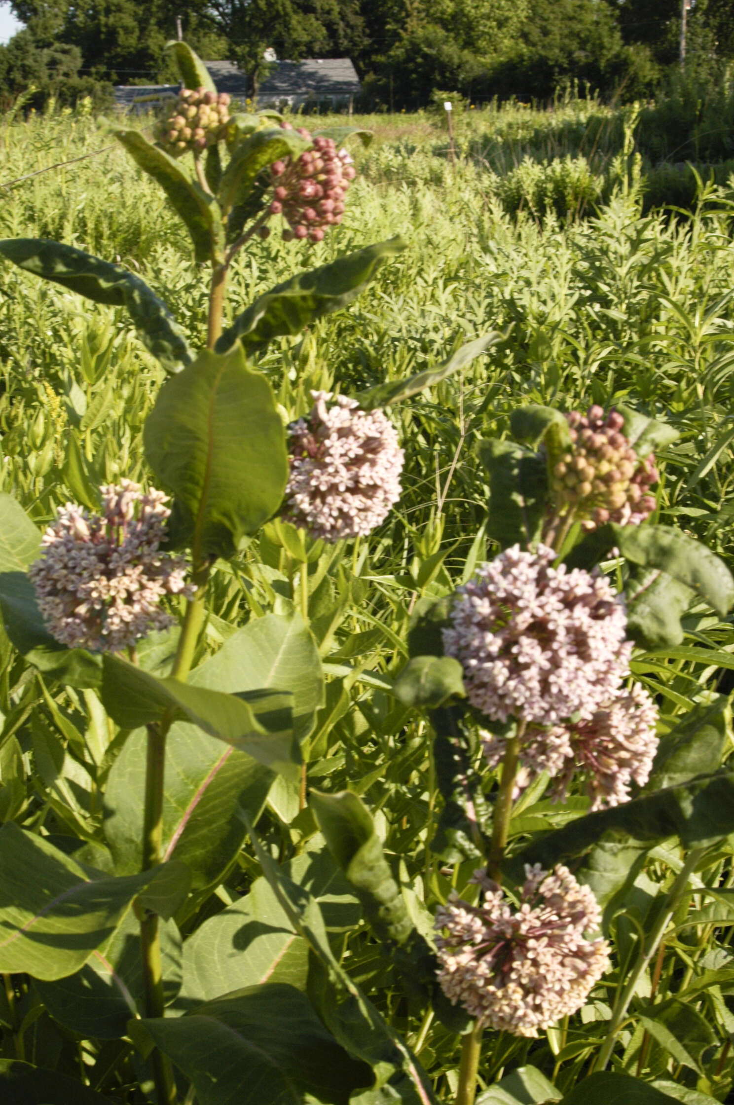 Image of milkweed