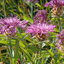 Centaurea jacea subsp. julica (Hayek) Greuter的圖片