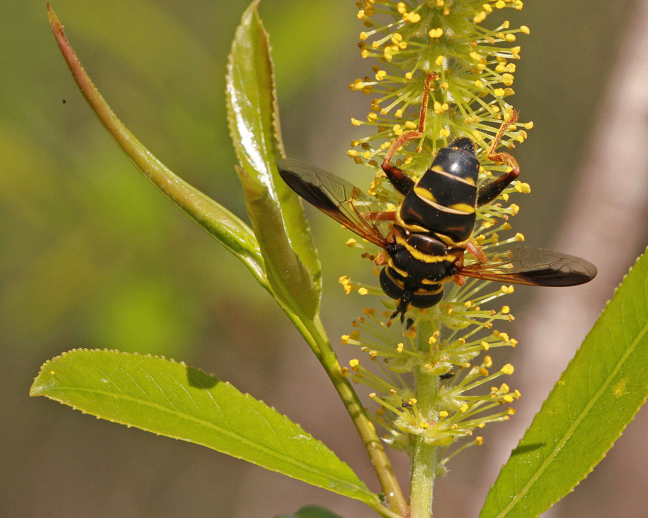 Imagem de Salix caroliniana Michx.