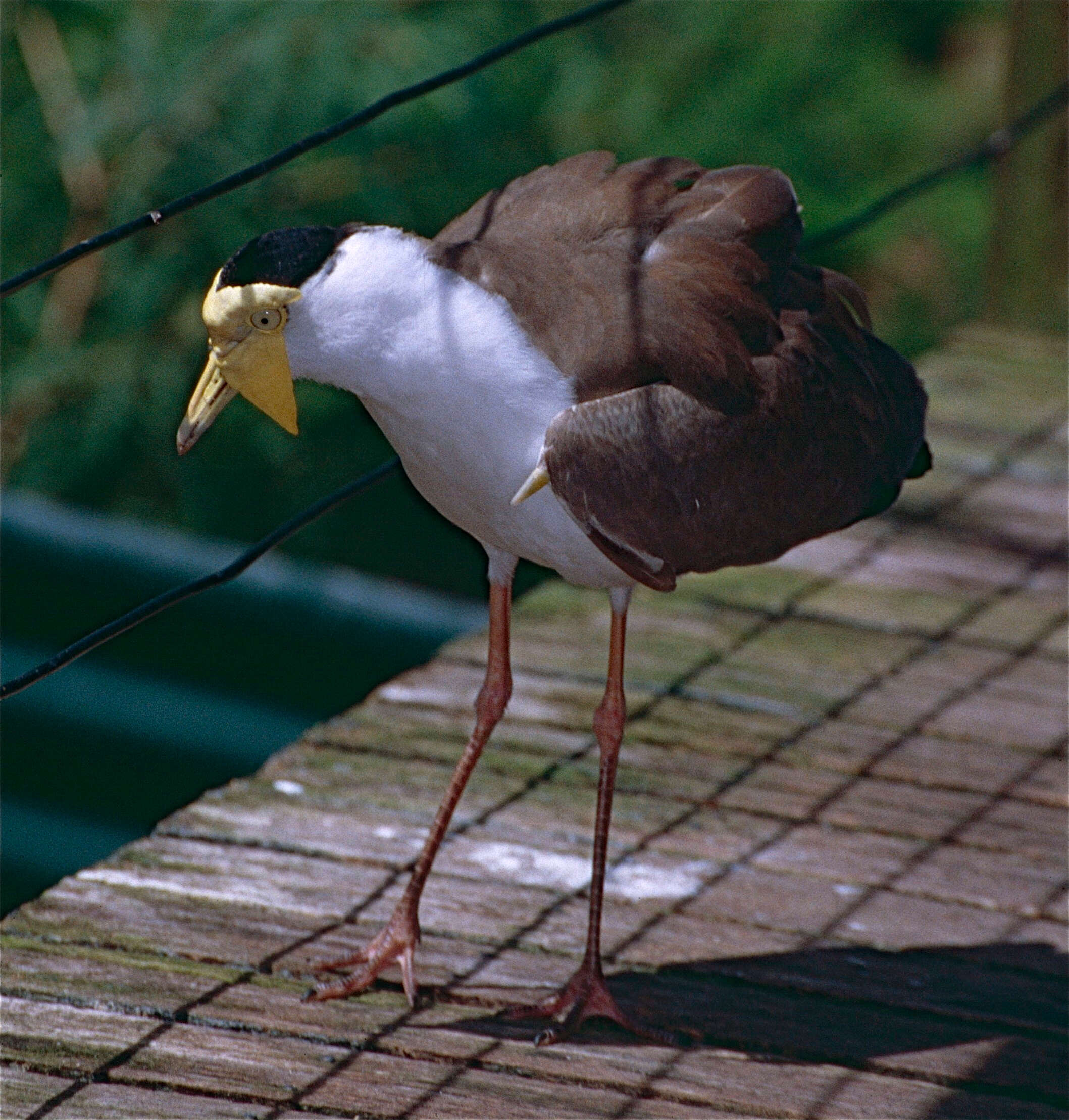 Image of Masked Lapwing