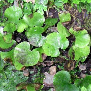 Image of maidenhair fern