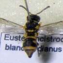Image of Eustenancistrocerus blanchardianus (de Saussure 1855)