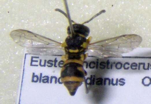 Image of Eustenancistrocerus