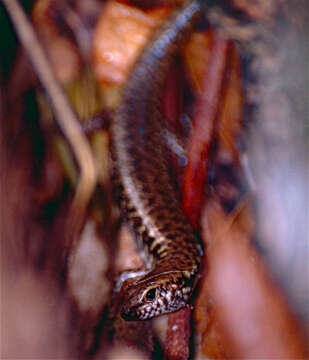 Image of Bar-sided Forest-skink