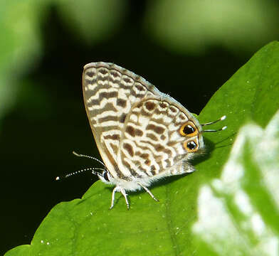 Image of Lang's Short-tailed Blue