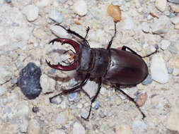 Image of stag beetles