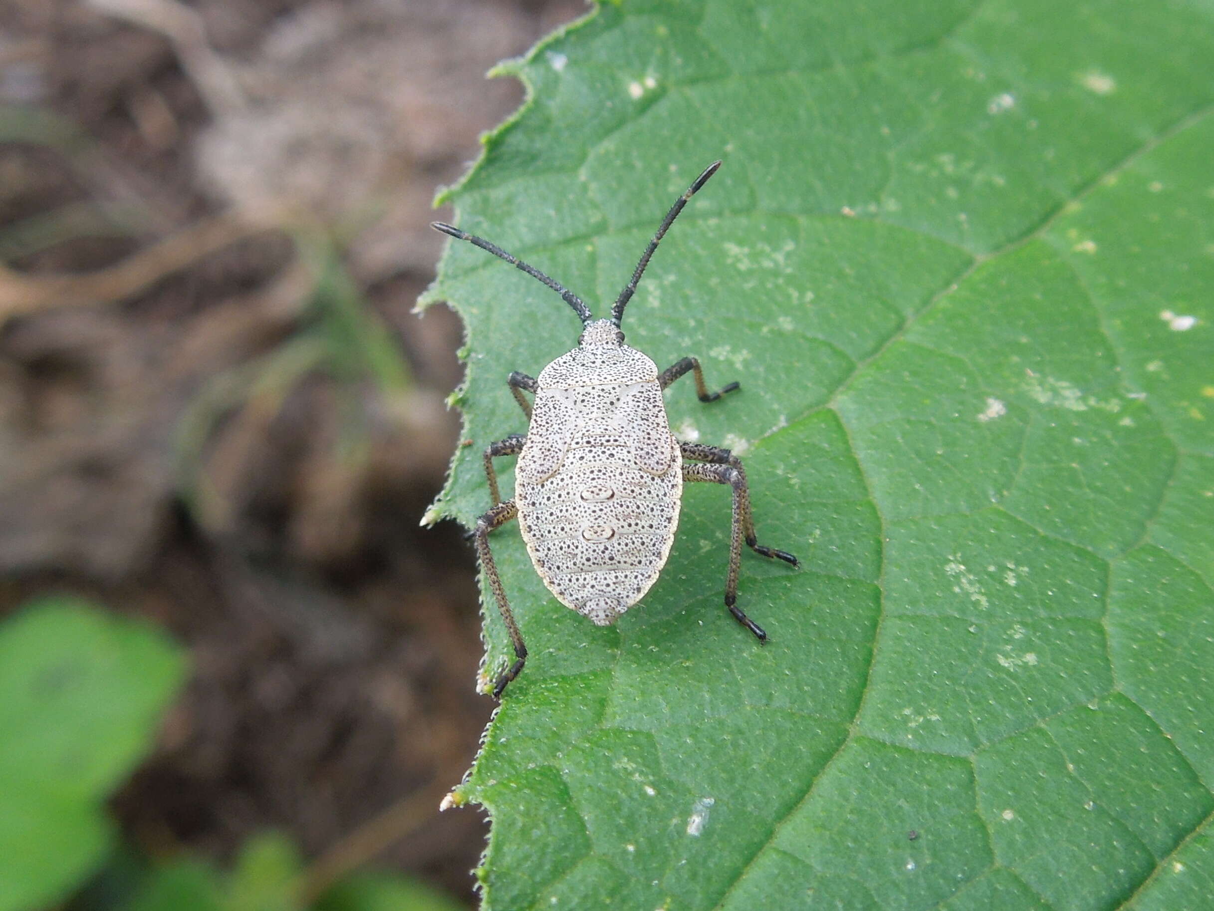 Image of Squash Bugs