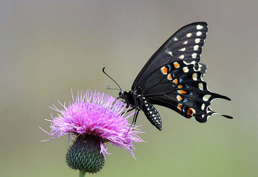 Image of Black Swallowtail