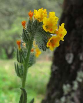 Image of Menzies' fiddleneck