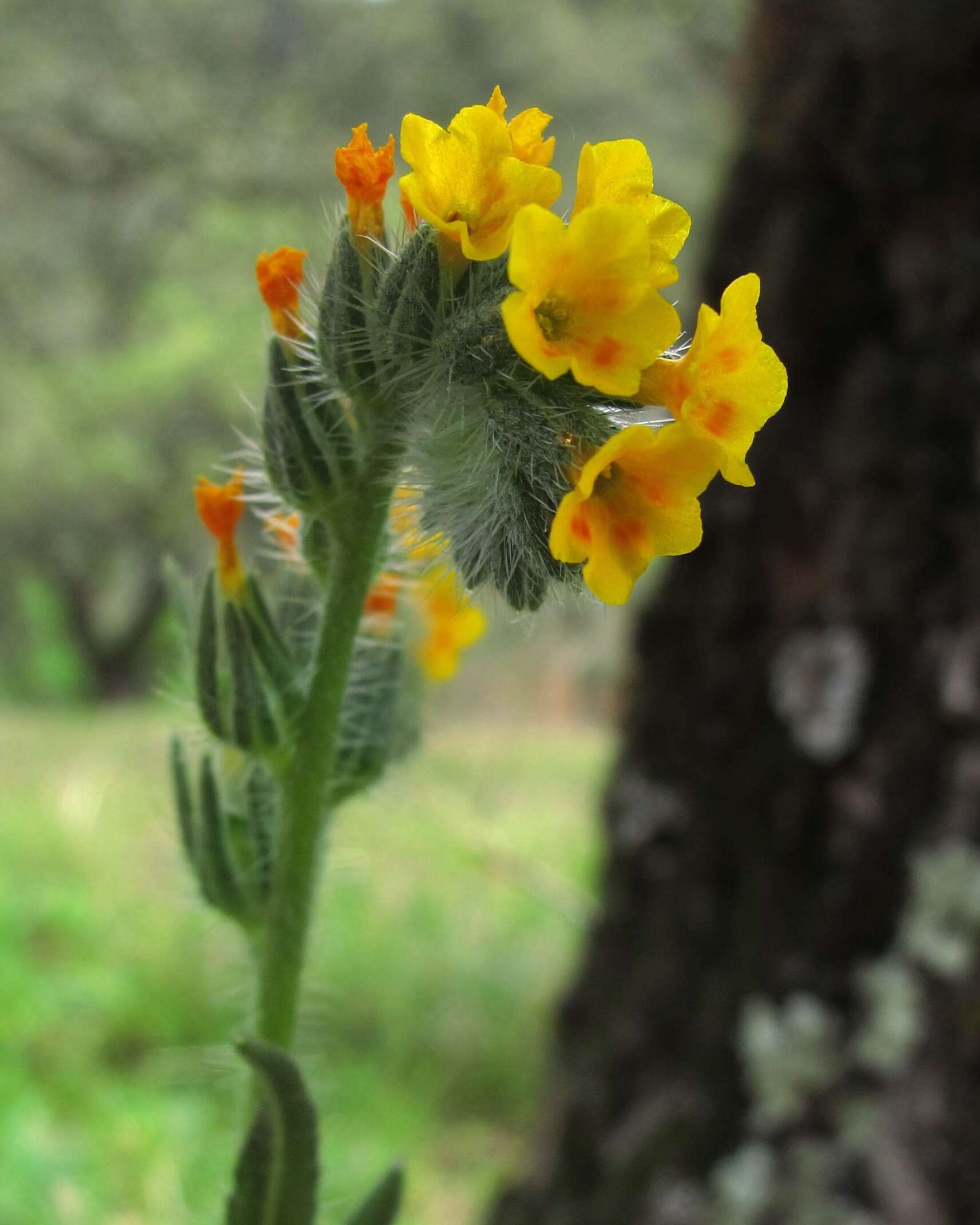 Image of fiddleneck