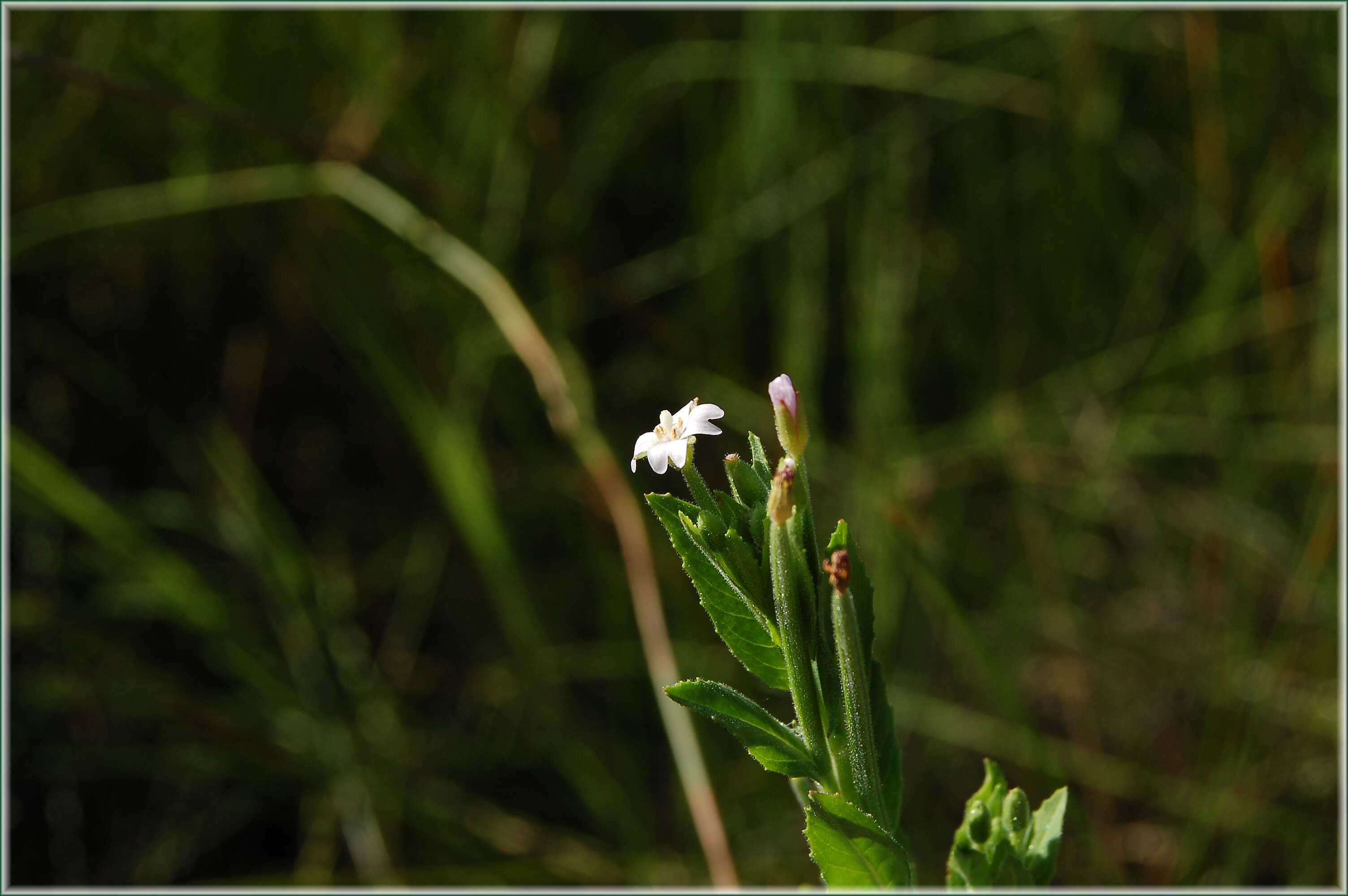 Imagem de Epilobium ciliatum Rafin.