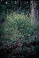 Acacia provincialis A. Camus的圖片