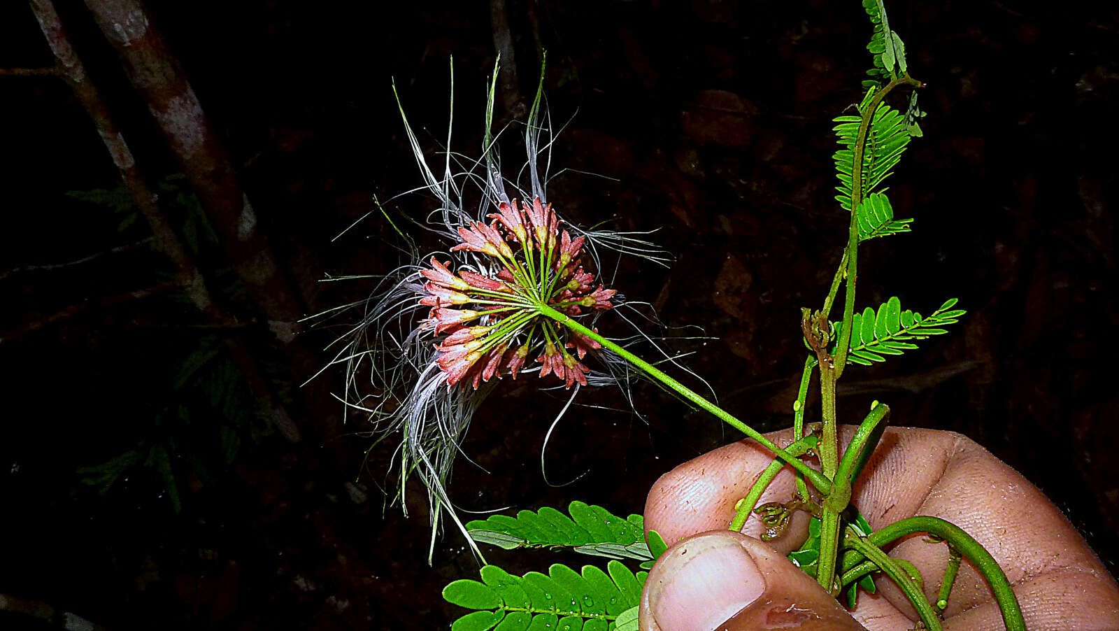 Image of Albizia pedicellaris (Dc.) L. Rico