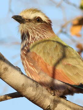 Image of Purple Roller