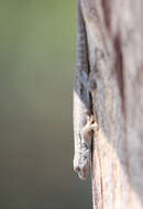 Image of Chobe Dwarf Gecko