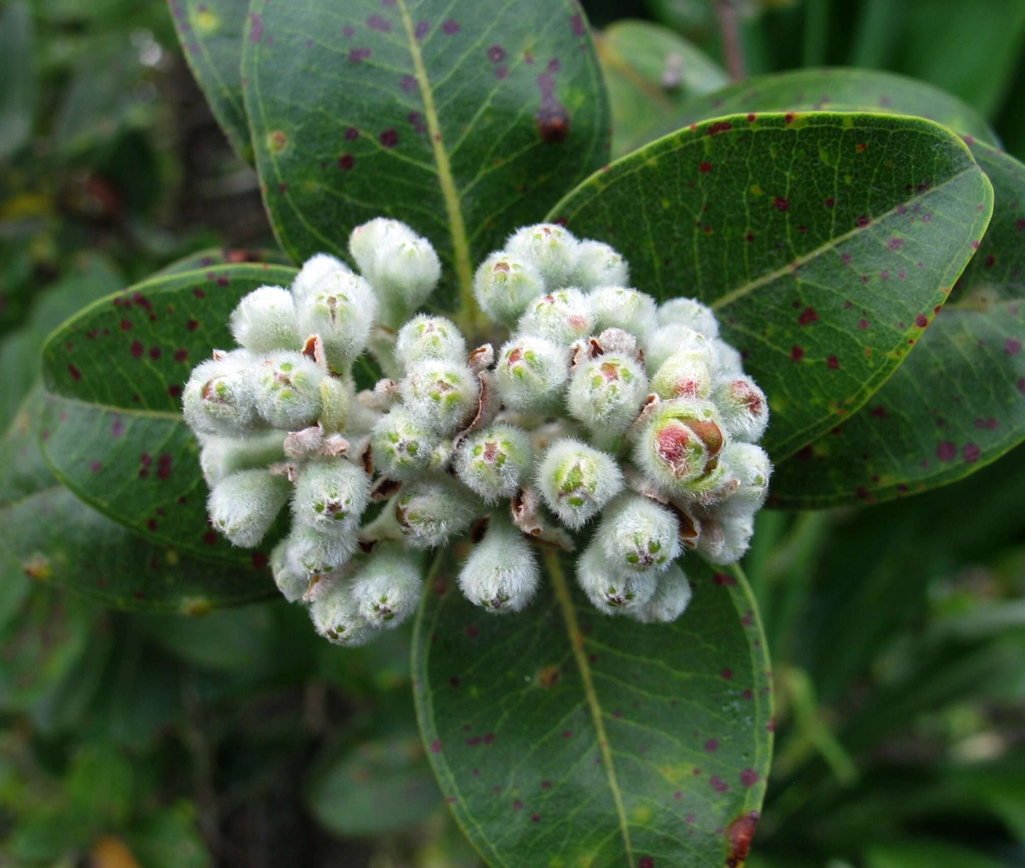 Image of 'ohi'a lehua