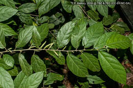 Image of Lacistema aggregatum (Berg.) Rusby