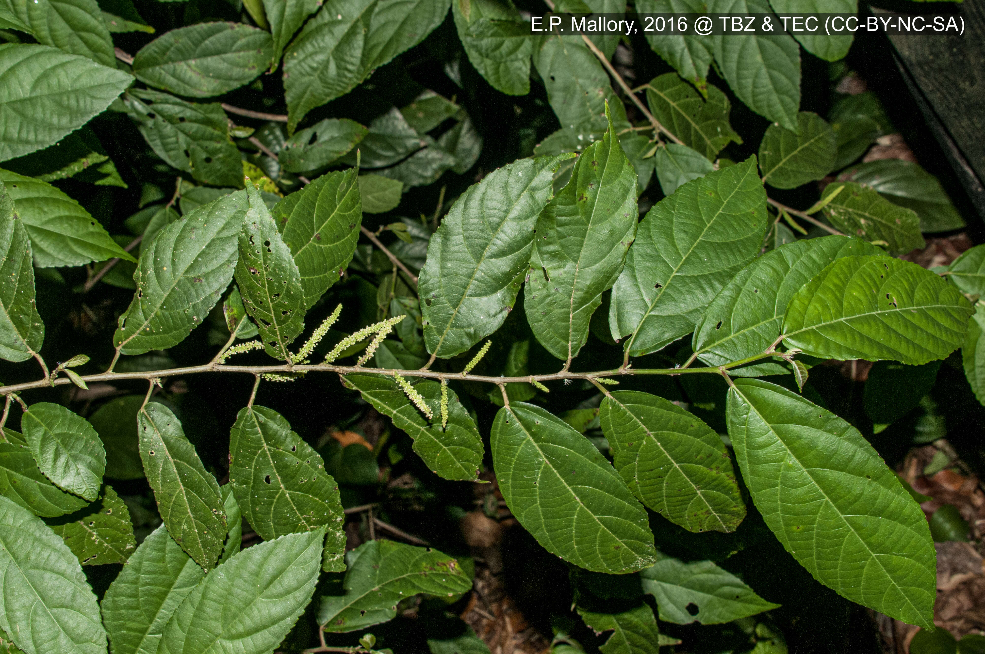 Image of Lacistemataceae