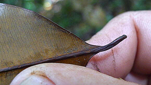 Micropholis crassipedicellata (Mart. & Eichler) Pierre resmi