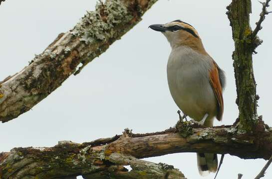 Image of Black-crowned Tchagra