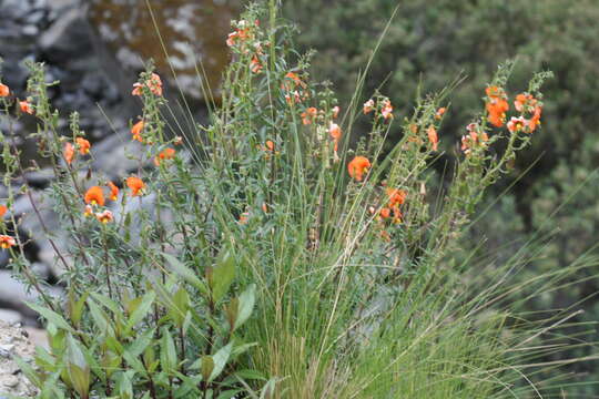 Image of Alonsoa acutifolia Ruiz & Pav.